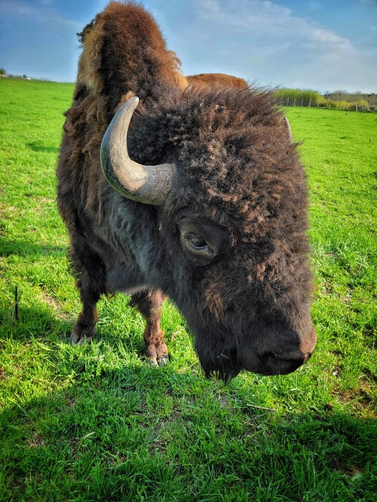 rving at a bison ranch