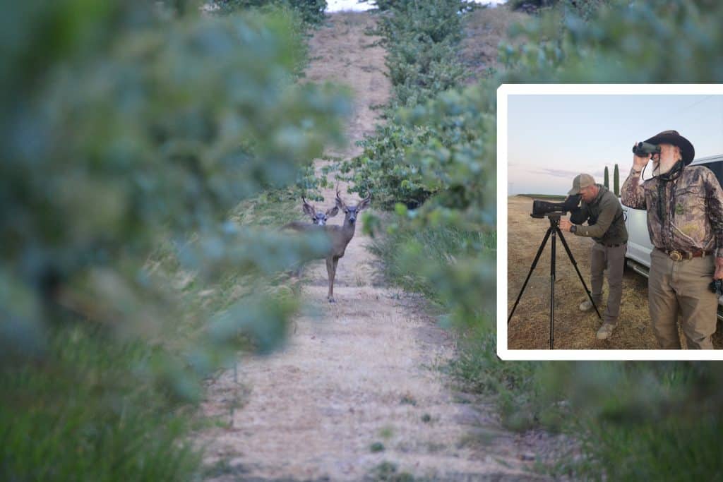 hunting california blacktail deer at steinbeck vineyards