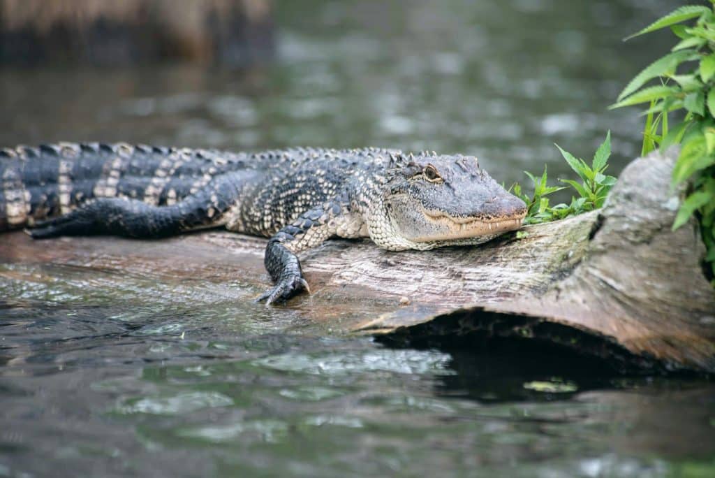 florida alligator