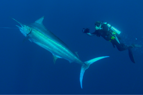 Guy Harvey diving with a Marlin