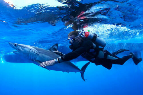 Guy Harvey swimming with a shark