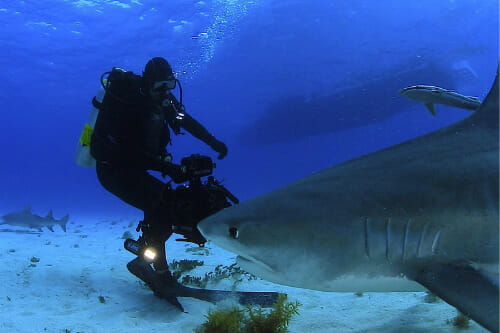 Guy Harvey swimming with a Tiger shark
