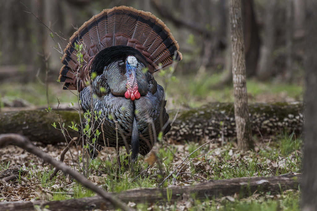 turkey hunting rob keck pic 4