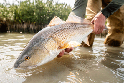 Top Saltwater Fly-Fishing Experiences