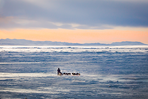 Dog sled in Iditarod race