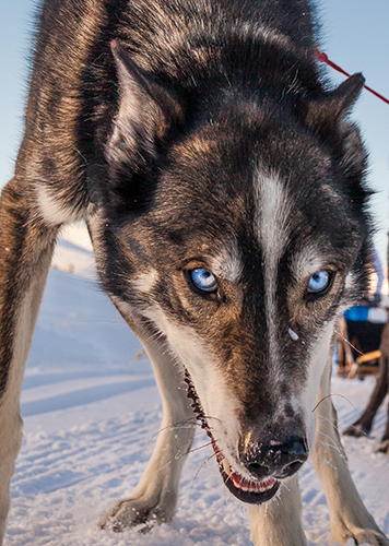 Iditarod racing dog