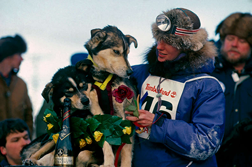Iditarod racer with dogs
