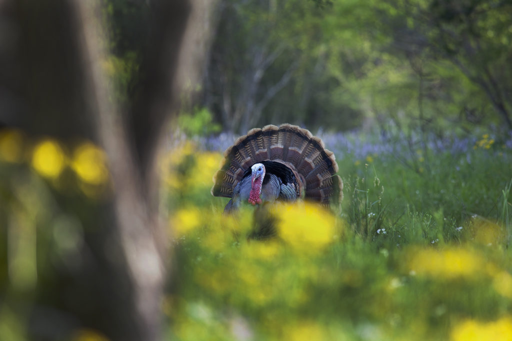 Early spring Osceola turkey in South Florida. The Osceola turkey, or Florida turkey, can be found only in the Sunshine State.