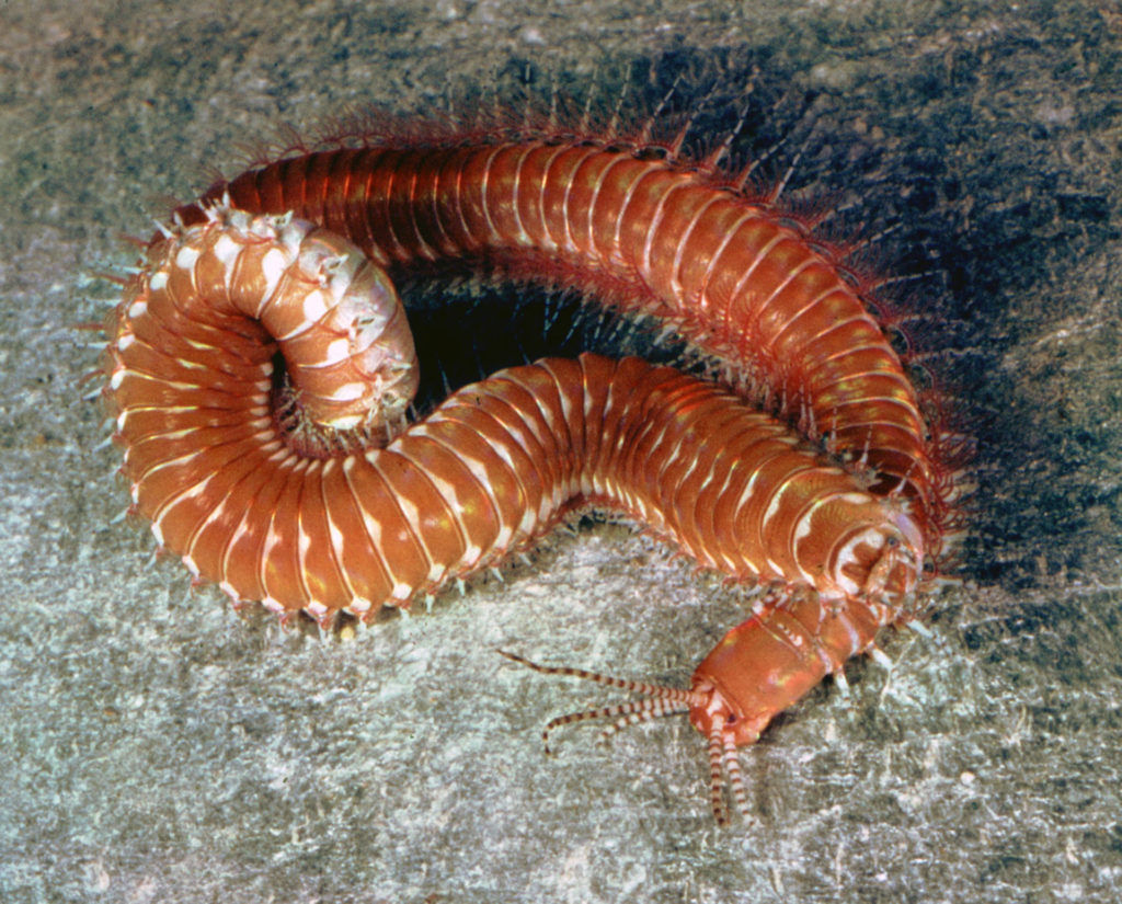 palolo worm