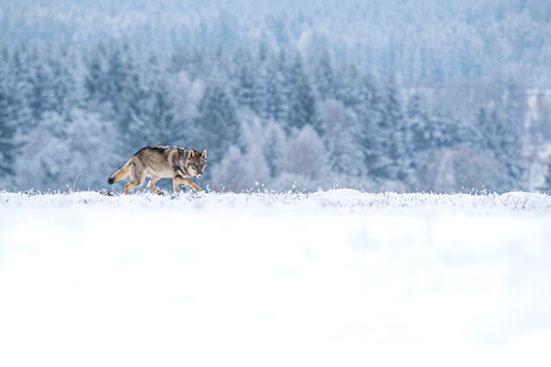 Wolf walking through snow