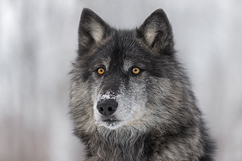 Grey wolf with snow on nose