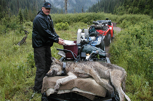 Wolf sedated for research
Wolves and Greater Yellowstone